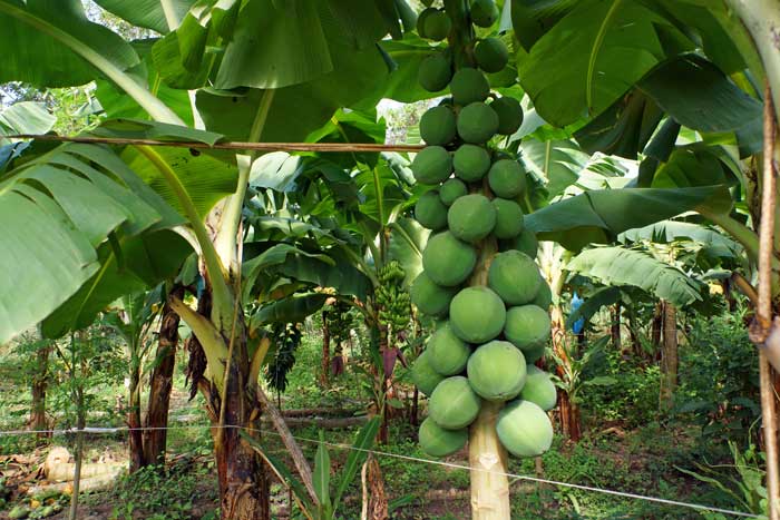 Agriculture biologique Sénégal banane papaye Agriculture bio Sénégal, modèle de permaculture mélange d'arbres fruitiers et plantes médicinales et aromatiques. arvimedia