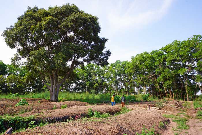 Banana Split producteur de Bananes bio Sénégal Banana Split vente de banane bio au Sénégal, cultivateur producteur vente direct en gros sur tout le Sénégal arvimedia
