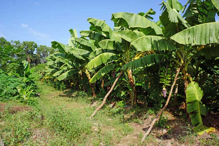 Une idée de sortie pour vos vacances à Cap Skirring Un très bel endroit à visiter lors de vos vacances au Cap Skirring, ici on vous dévoile tout sur la permaculture et sur la culture bio