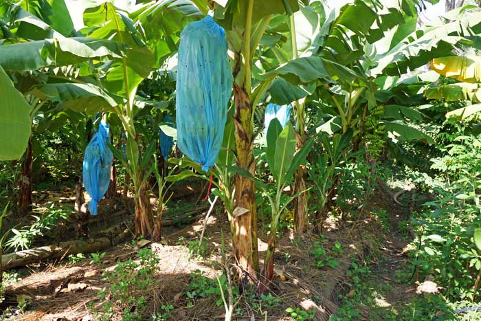 Plantation de bananes bio Sénégal Casamance Banana Split bananeraie permaculture Sénégal Boucotte village du sud de la Casamance