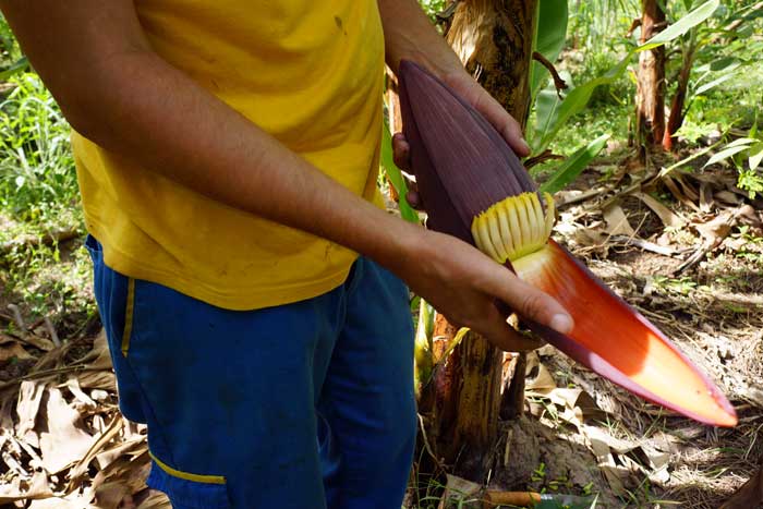 Fleur de bananier Agriculture bio Sénégal vente de banane bio au Sénégal, cultivateur producteur vente direct en gros sur tout le Sénégal arvimedia