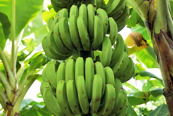 producteur de bananes bio Sénégal Casamance Banana Split bananeraie stage de permaculture Sénégal Boucotte ouvert à tous village du sud de la Casamance arvimedia