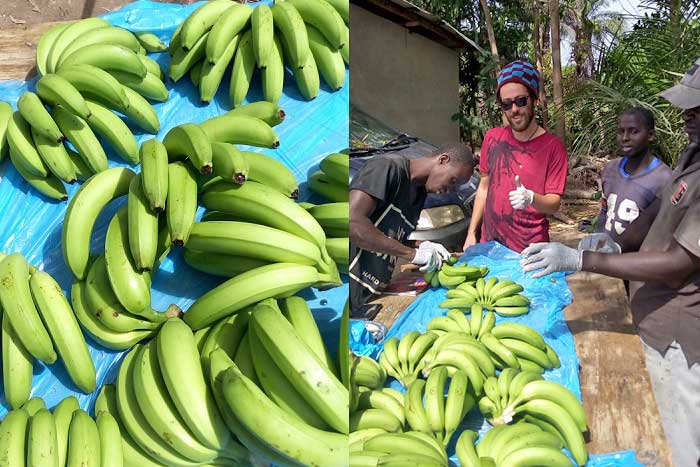 Banana Split Boucotte Sénégal vente bananes Bio Banana Split grossiste producteur de banane bio cultivateur de banane bio au Sénégal sud de la casamance arvimedia publicité