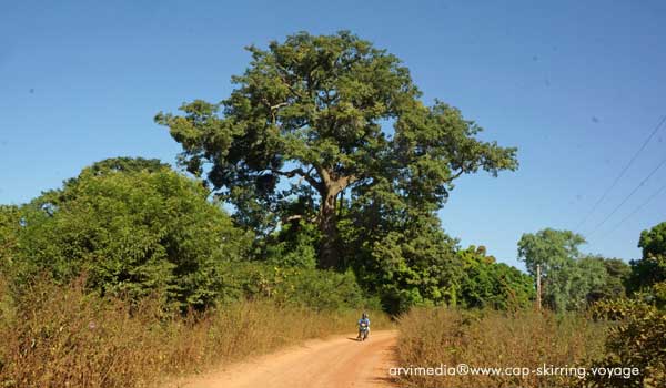 Les grands arbres en Casamance sont souvent des fromagers photo guy degoutte pour arvimedia
