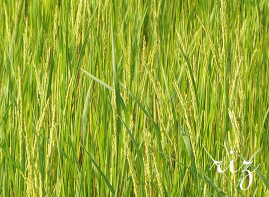 photo du riz dans une rizière de Niomoune île située en Casamance ici le riz est sacré les paysans ne le vendent pas il est très très bon