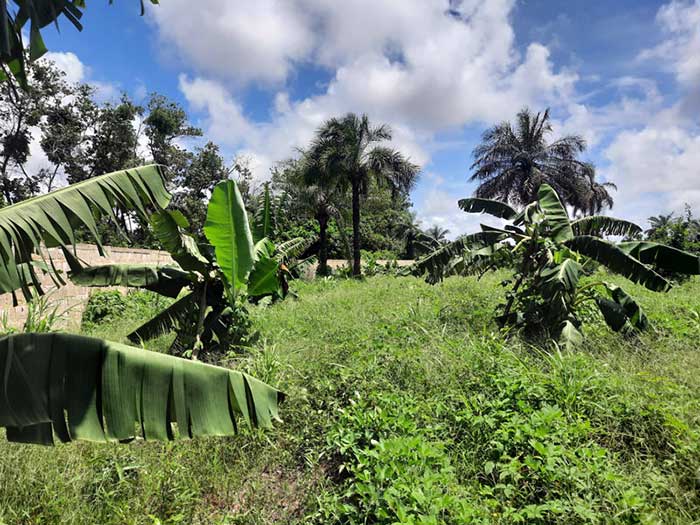 Situé tout proche de l'océan le climat doux et humide suivant les saisons est propice à ce genre de culture. N'hésitez pas à venir
