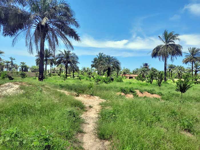 Plantation permaculture bio sur 4 ha de terrain à Boucotte Wolof proche du village de Cap Skirring. N'hésitez pas à venir nous rendre visite 