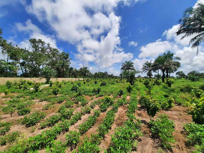 Projet de 4 hectares de terrain dédié à la permaculture et l'agriculture biologique, vente de produits locaux fruits et légumes en direct 