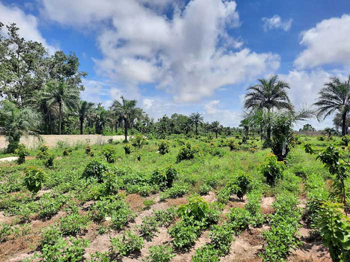 Préconisant l’écotourisme, La Ferme Nabosse, créée en 2020, s’étend sur 4 ha clos de mur, proche du village de Boucotte Wolof à environs 4 kms d