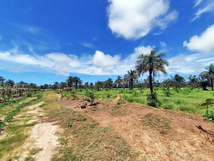 Préconisant l’écotourisme, La Ferme Nabosse, créée en 2020, s’étend sur 4 ha clos de mur, proche du village de Boucotte Wolof à environs 4 kms 