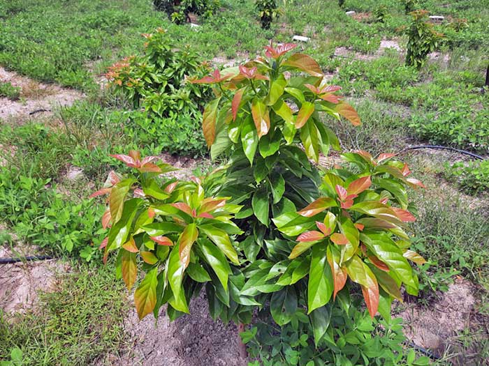 Plantation bio ouverte à tous pour des visites guidées et découverte d'une agriculture saine située à Boucotte Wolof en Casamance sud du Sénégal