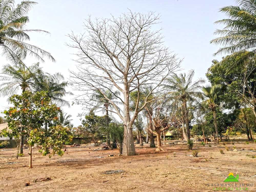 9 parcelles de terrain à vendre à Cap Skirring parcelle de 1500 m² à 65 € le mètre carré.