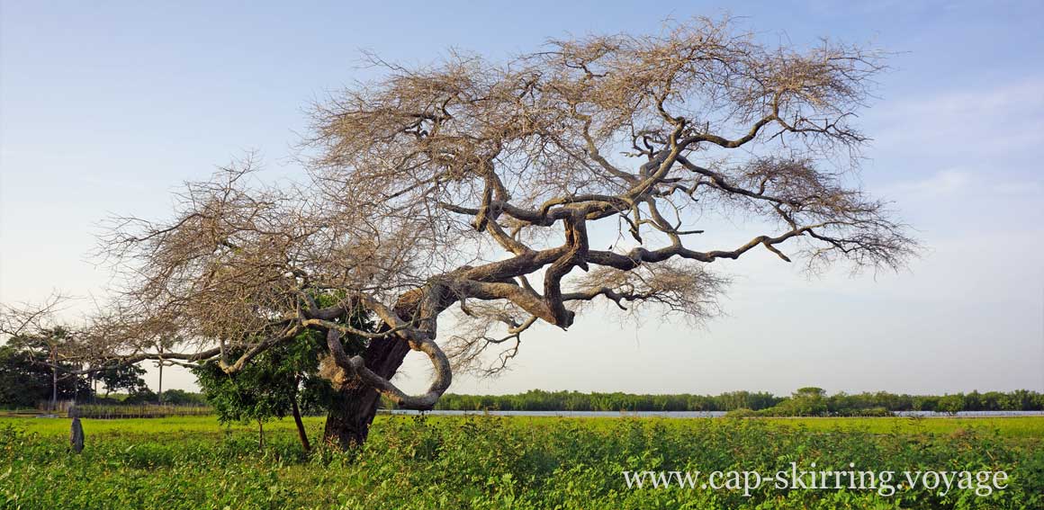 sur l'île de Niomoune vous pourrez voir de magnifiques arbres aux formes élégantes et élancés un vrai plaisir pour les yeux arvimedia