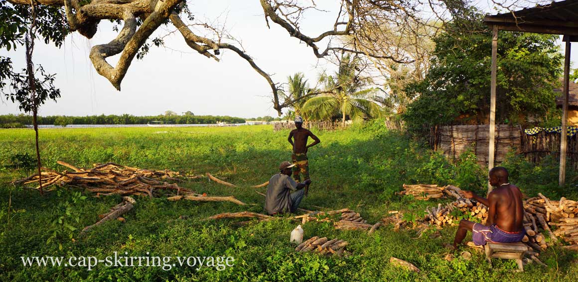 des gars qui coupent du bois pour le feu près du campement Alouga à Niomoune. Les habitants sont des Diolas animistes arvimedia guy degoutte