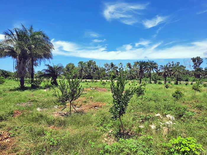 Vous aurez également la possibilité d’acheter vos fruits sur place, et d’acheter votre volaille sur pied ou à emporter.