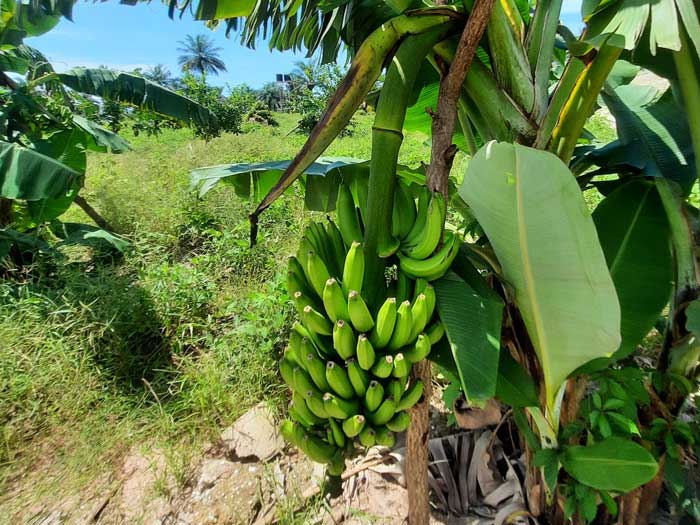 Voici un nouveau projet de permaculture qui voit le jour dans le secteur de Boucotte Wolof à environ 4 km de Cap Skirring, station balnéaire du 