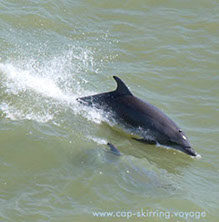 photo de dauphin accompagnant le ferry
