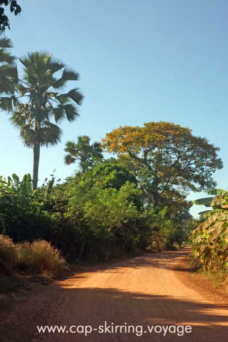 Tout au long de vos promenades vous pourrez les arbres magnifiques sur les pistes de la Casamance.
