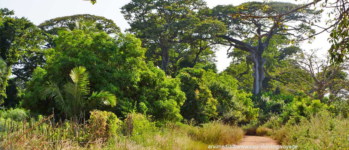 Balade en brousse aux alentours de Cap Skirring - Piste du village de Bouyouye sur la route de Diembering villa écologique et solaire sénégal