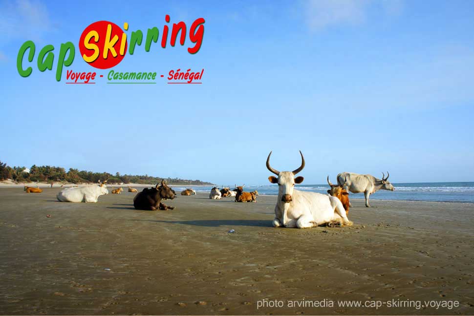 Toujours sympa à côtoyer, les belles vaches qui se prélassent sur la plage de Cap Skirring photo arvimedia guy degoutte