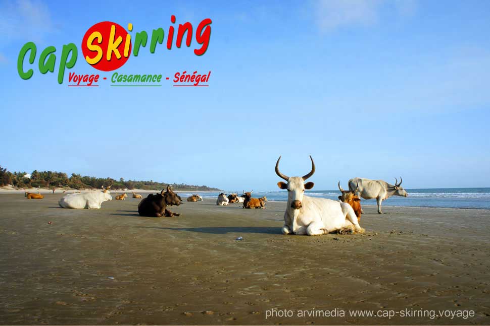 Toujours sympa à côtoyer, les belles vaches qui se prélassent sur la plage de Cap Skirring photo arvimedia guy degoutte