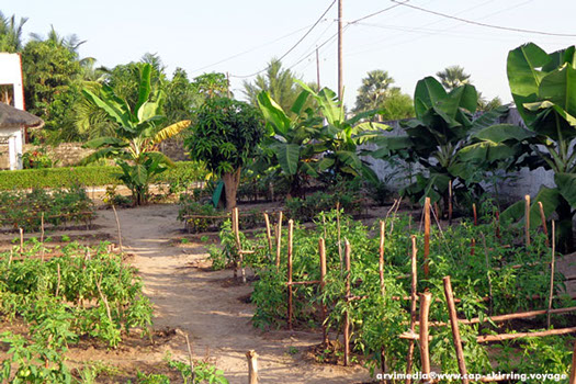 jardin du campement No Stress tourisme écologique casamance sénégal