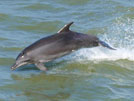 à l'arrivé de l'embouchure du fleuve Casamance il est fréquent de voir des dauphins qui accompagnent le bateau