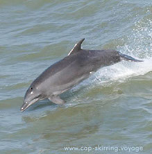 les dauphins sont magnifiques au Sénégal