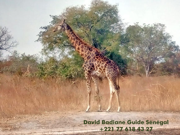 Visite du parc national faune et flore du Sénégal excursion visite des plus beaux endroits, contact avec les habitants coutumes et traditions