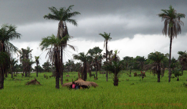 Les enfants surveillent les rizières et éloignent les oiseaux gourmands avec leurs lances pierres et leurs frondes 