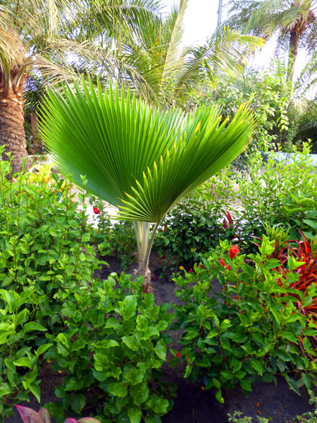 Création composition pour jardin exotique, décoration des abords de maison, entretien à l'année