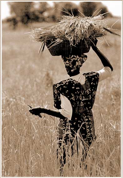 rizière de casamance pays des joola