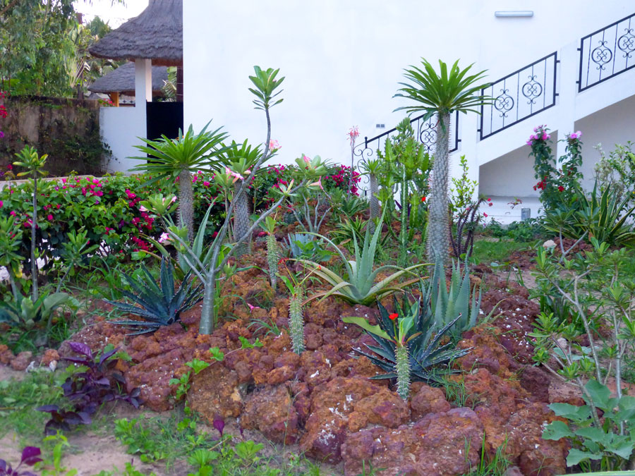 Exemple de jardin réalisé avec des cactus et plantes décoratives très résistantes. salif bassène jardinier à cap skirring taille d'arbre arrosag