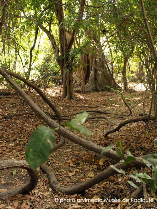 forêt de fromagers arbre aux très grandes racines