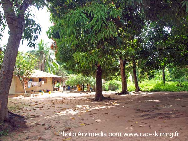 forêt d'arcanier casamance