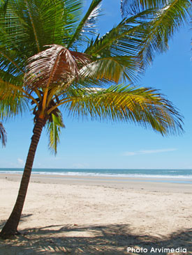 vue de la plage de Cap Skirring avec ses cocotiers et l'océan Atlantique son climat unique soleil toute l'année garanti arvimedia 