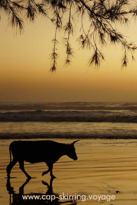 guy degoutte arvimedia Fin d'après midi sur la plage de Cap Skirring, cette jolie vache rentre toute seule à la maison.