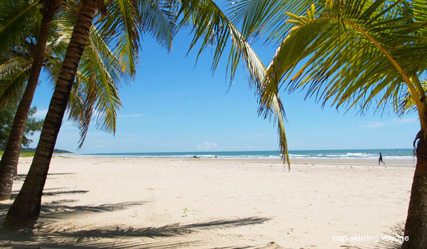 plage bordée de cocotiers