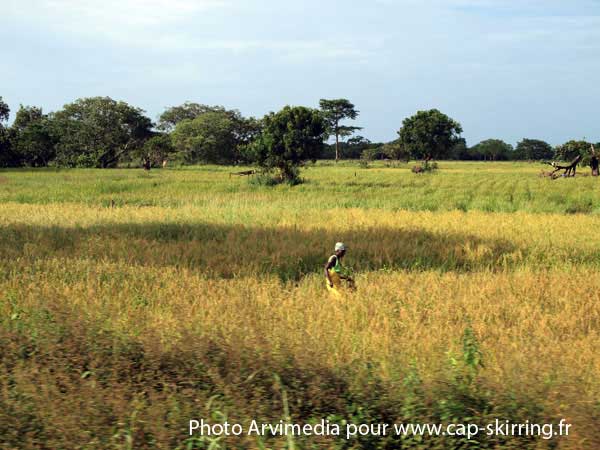 rizière de casamance sénégal