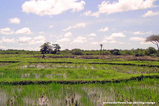 la récolte et la culture du riz au sénégal