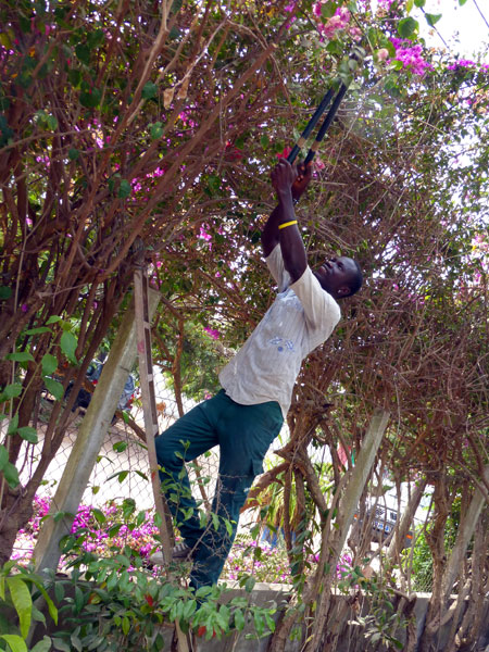 Entretien espaces verts propriétés privées, collectivités, hôtels, restaurants. plantation taille d'arbres photo arvimedia guy degoutte