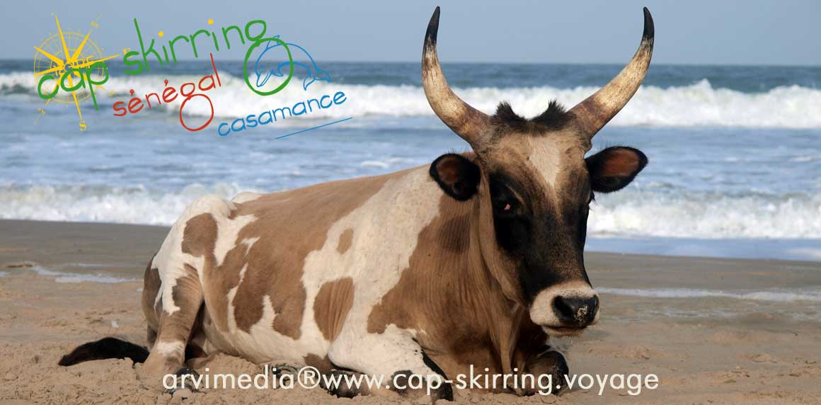 vache diola de Kabrousse photo arvimedia en vacances sur la plage de cap skirring, les plus belles vaches du monde